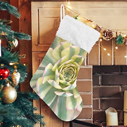 צמח עסיסי צבעוני צמח עסיסי גרבי חג המולד לבנים מחזיקי מתנה גרבי גרב לקישוט לחג מסיבות קישוטים