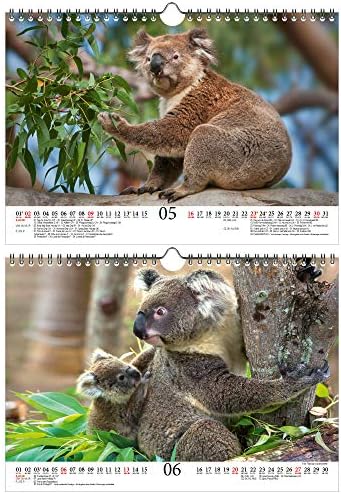 לוח השנה של Koala Magic A4 עבור 2021 קואלה דובי, סט מתנה של קואלה תוכן: לוח שנה 1x, 1x כרטיס חג המולד