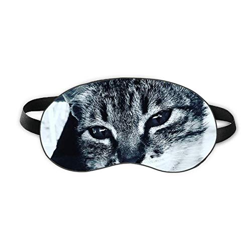חיה מגניבה חתול אפור תצלום מגן שינה עין רכה לילה כיסוי גוון כיסוי עיניים
