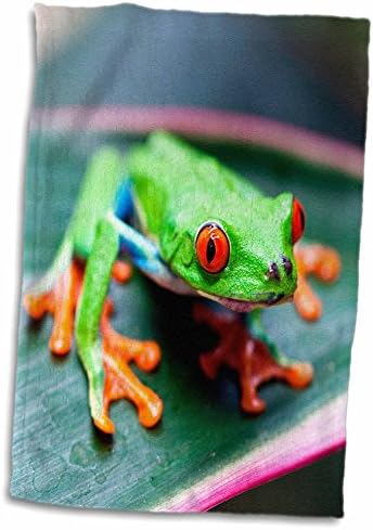 צפרדע עץ עיניים אדום עין אדום על מגבת היד עלה-קוסטה ריקה, 15 x 22, רב צבעוני