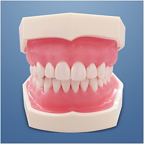 מודל שיניים סטנדרטי של KH66ZKY - דגם שיניים שיניים שיניים - לתלמידי שיניים ציוד לימוד שיניים נשלף