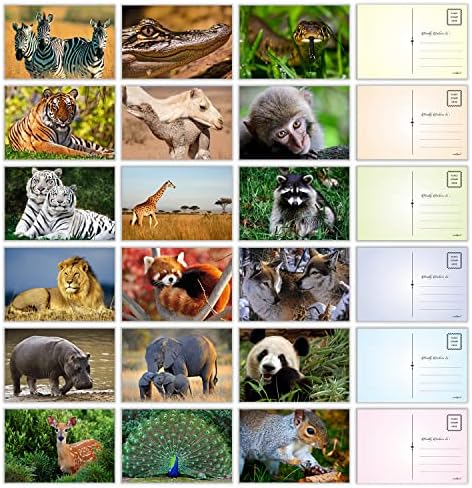 גלויות של פרת 'אימקס פראי - 4 X6 מגוון בתפזורת של יצורי ספארי בג'ונגל יער עם צד דיוור - כל כרטיסי ההזדמנות