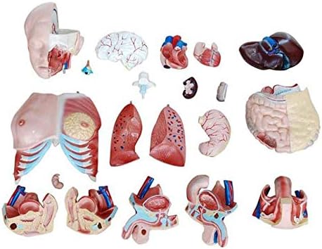 מודל הוראה רפואית, אנטומיה מודל הוראה נתיק תרשים אדם איברים אנטומיים מודל טורסו מבנה מערכת האנטומיה ביולוגיה