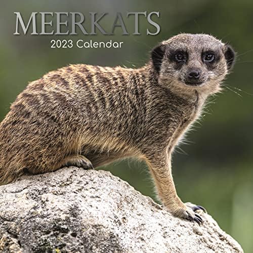 2023 לוח השנה הקיר המרובע, Meerkats, נושא בעלי חיים של 16 חודשים עם 180 מדבקות תזכורת