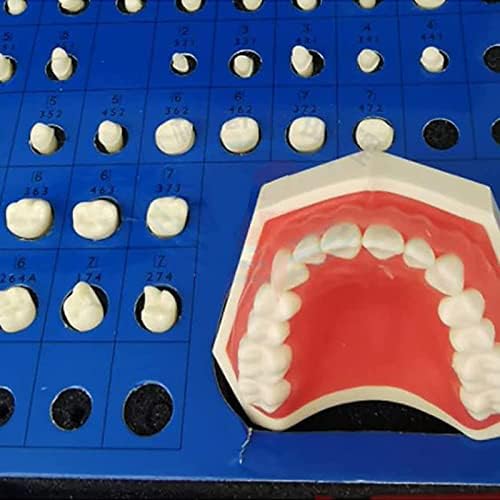 מודל שיני Vadsbo, מודל שיניים של פירוק פה מלא, חניכיים רכות פירוק מלא תרגילי למידה מיצוי שיניים, לרפואת שיניים