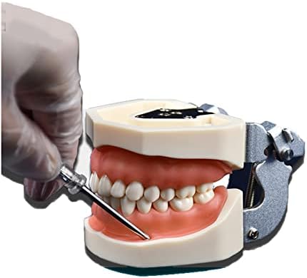 מודל שיני Tobodont של KH66Zky, מודל שיני שיניים, מודל שיניים ניתנות לניתוק לחלוטין המתאים להוראה, תרגול